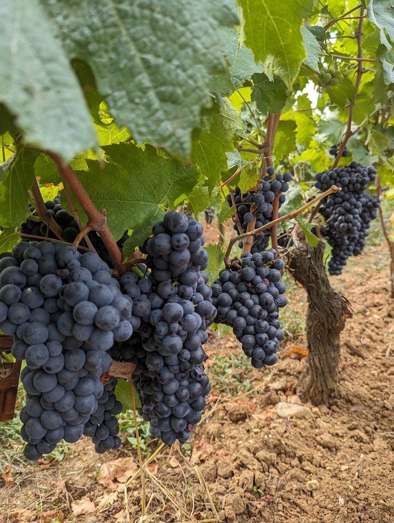 Pxl 20230825 135531568 (2)