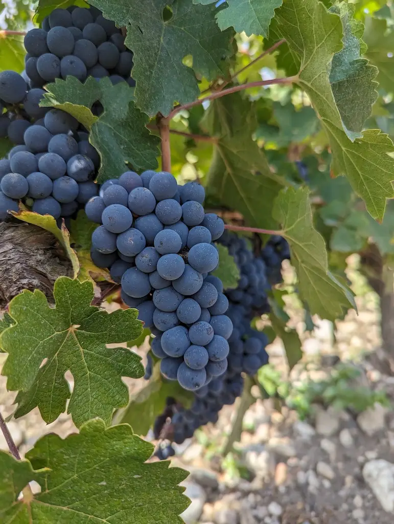 La grande route des vins du Médoc — 6
